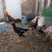 خروس ومرغ و جوج لاری و تخم مرغ لاری