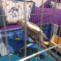 عروس هلندی ماده جوان یک ملیون سالم به شرط|پرنده|شهریار, شهریار|دیوار