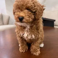 توله پودل وارداتی ۲/۵ ماهه