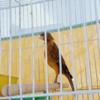 قناری سرخ نر