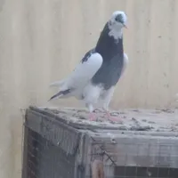 کبوتر کفتر|پرنده|تهران, جی|دیوار