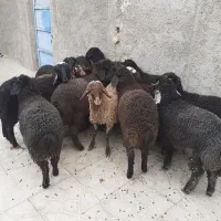 بره بره|حیوانات مزرعه|جوادآباد, |دیوار