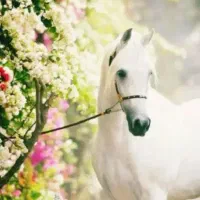 خرید فروش پالونی