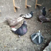 کفتر|پرنده|مشهد, ابوذر|دیوار