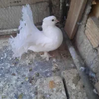 کبوتر دم چتری پاپری زینتی و دوکت سرخ