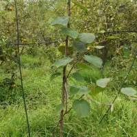 فروش نهال کیوی هایوارد ۳ ساله