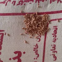 جودیم وگندم‌مادری