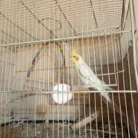 عروس هلندی نر سهنگو