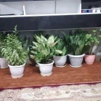 فروش عمده گل