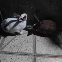 خرگوش خوشگل|موش و خرگوش|نیشابور, دربقاضی|دیوار