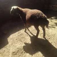 بره نر کیلو نیست بشرط|حیوانات مزرعه|گرگان, |دیوار