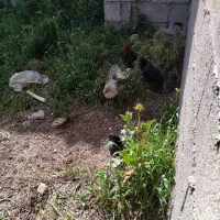 نیمچه مرغ