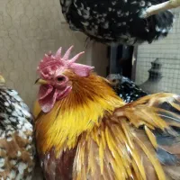 مرغ و خروس کوشین