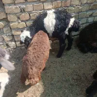 سه تا بره ریز