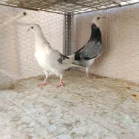 کبوتر پلاکی|پرنده|شاهینشهر, شهرک هشت بهشت|دیوار