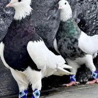 کبوتر طوقی|پرنده|مینودشت, |دیوار