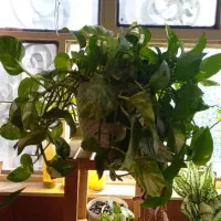 مغازه-تجاری-خیابان-سیمتری-نبش-دی