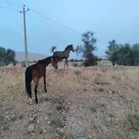 اسب