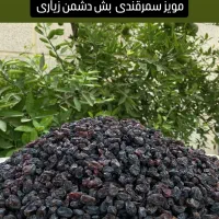 مویزسمرقندی بش دشمن زیاری|خوردنی و آشامیدنی|شیراز, مسلم|دیوار