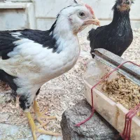 نوچه گلین پنگوئنی 2 ماهه. خروس ها بخون