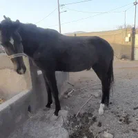 اسب مادیون ترکمن مشکی آبستن|اسب و تجهیزات اسبسواری|مشهد, گاز|دیوار