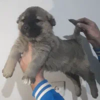 یه جفت توله سرابی نرو ماده|سگ|تهران, امام زاده عبدالله|دیوار