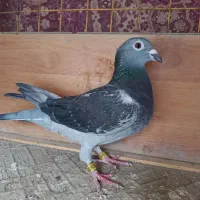 اصل، مسافتی، کیلومتری