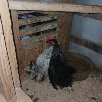 جوجه چینی|حیوانات مزرعه|رشت, کوی امام رضا|دیوار