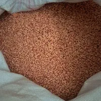 بذر گندم دیمی بوجاری شده