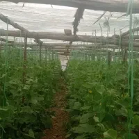 اجاره گلخانه سنتی