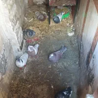 کبوتر|پرنده|مشهد, علی آباد|دیوار