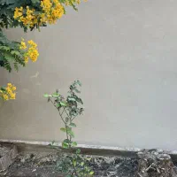 پلاسترکار نمونه|خدمات پیشه و مهارت|شوشتر, |دیوار