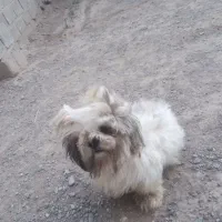 خوشگل ماده شیتزو