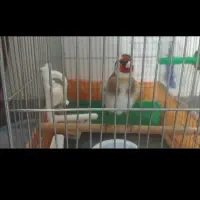 سهره صحرایی چند ماه قفس آب رنگ دار|پرنده|بهار, |دیوار