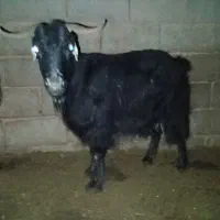 سه تا کاور فروشی