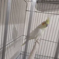 عروس هلندی ماده