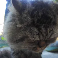 گربه گم شده در روستای حسین آباد ترکیب DHLو پرشین|گربه|رودسر, |دیوار