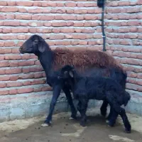 میش و قوچ|حیوانات مزرعه|میاندوآب, |دیوار