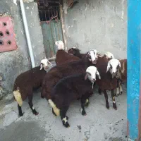بره ماده کله عروس شش عدد ی عدد بره قوچ بی گوش