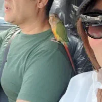 یک پرنده گرینچیک گم شده