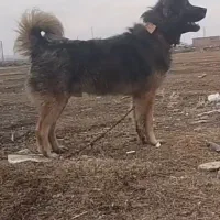 سگ سرابی|سگ|هریس, |دیوار