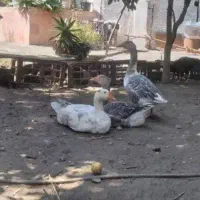 فروش غاز محلی