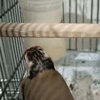 سهره ماده دورگ دودی عطیقه|پرنده|شیراز, تندگویان|دیوار