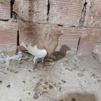 یهودی|پرنده|سبزوار, گلشن|دیوار