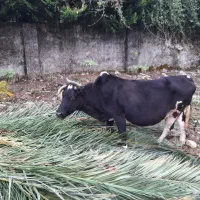 گاو داشتی مناسب برای گله|حیوانات مزرعه|نوشهر, |دیوار