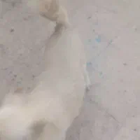 سگ پاکوتا|سگ|محمدیه-قزوین, |دیوار