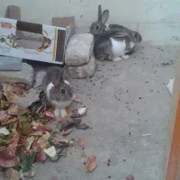 سه عدد خرگوش.|موش و خرگوش|زابل, |دیوار