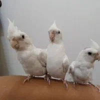 عروس هلندی آلبینو سخنگو|پرنده|الوند, |دیوار