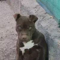 واگذاری سگ پیتبول اصیل