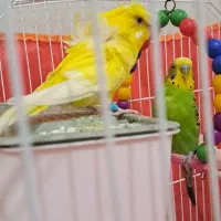 فروش جفت مرغ عشق مولد